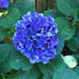 Meet your Posher, Terri